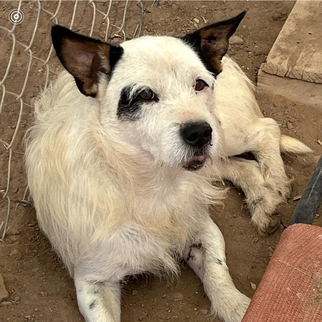 Jedi, Adoptable, Adult Male Terrier.