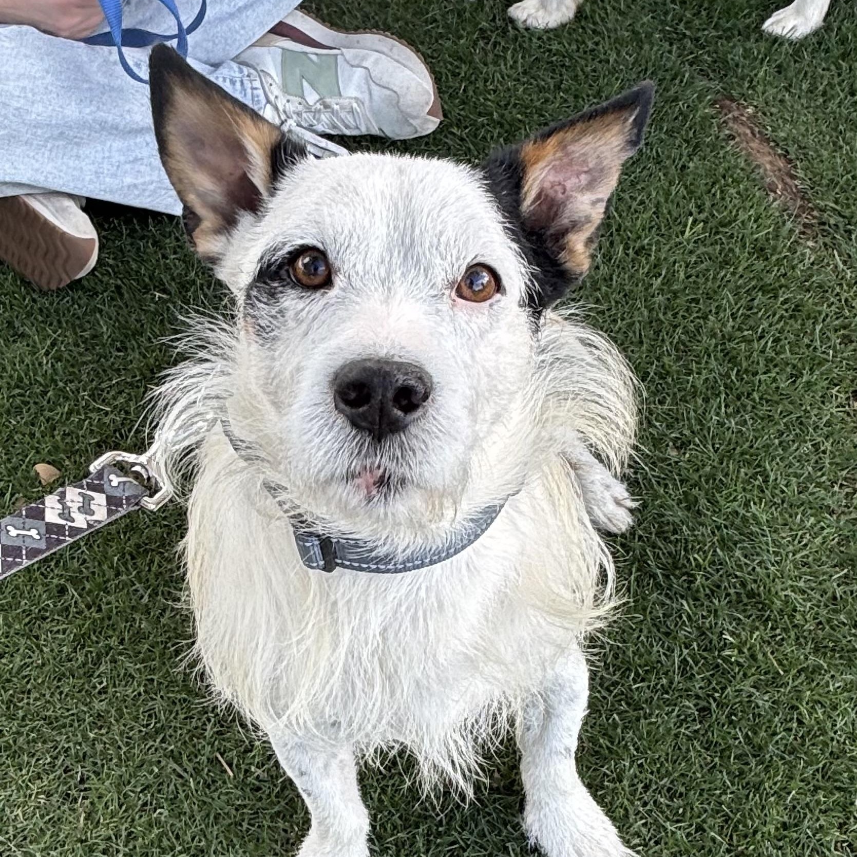 Jedi, Adoptable, Adult Male Terrier.