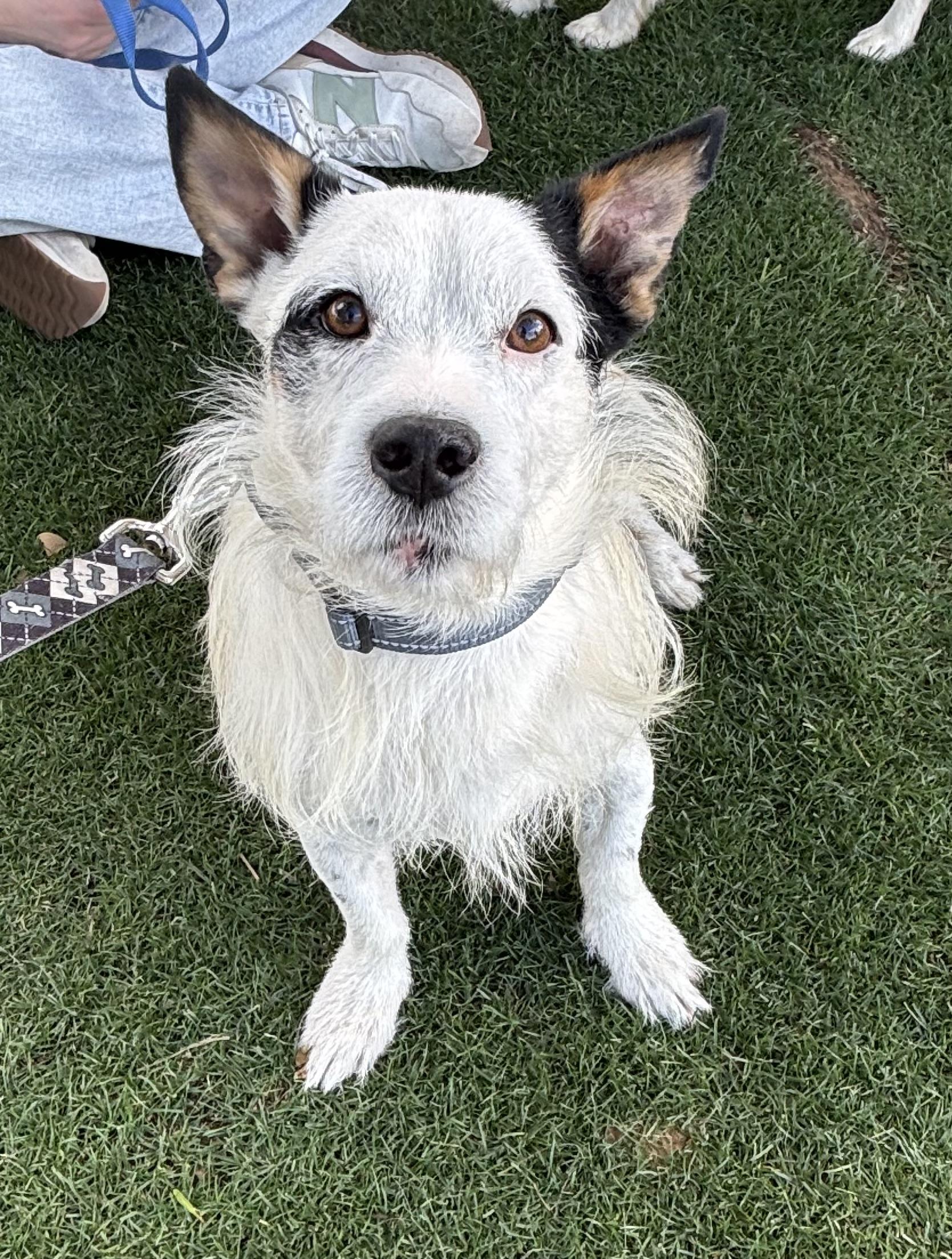 Enlarge Jedi, a Adoptable mixed breed in Phoenix, AZ image 3/6