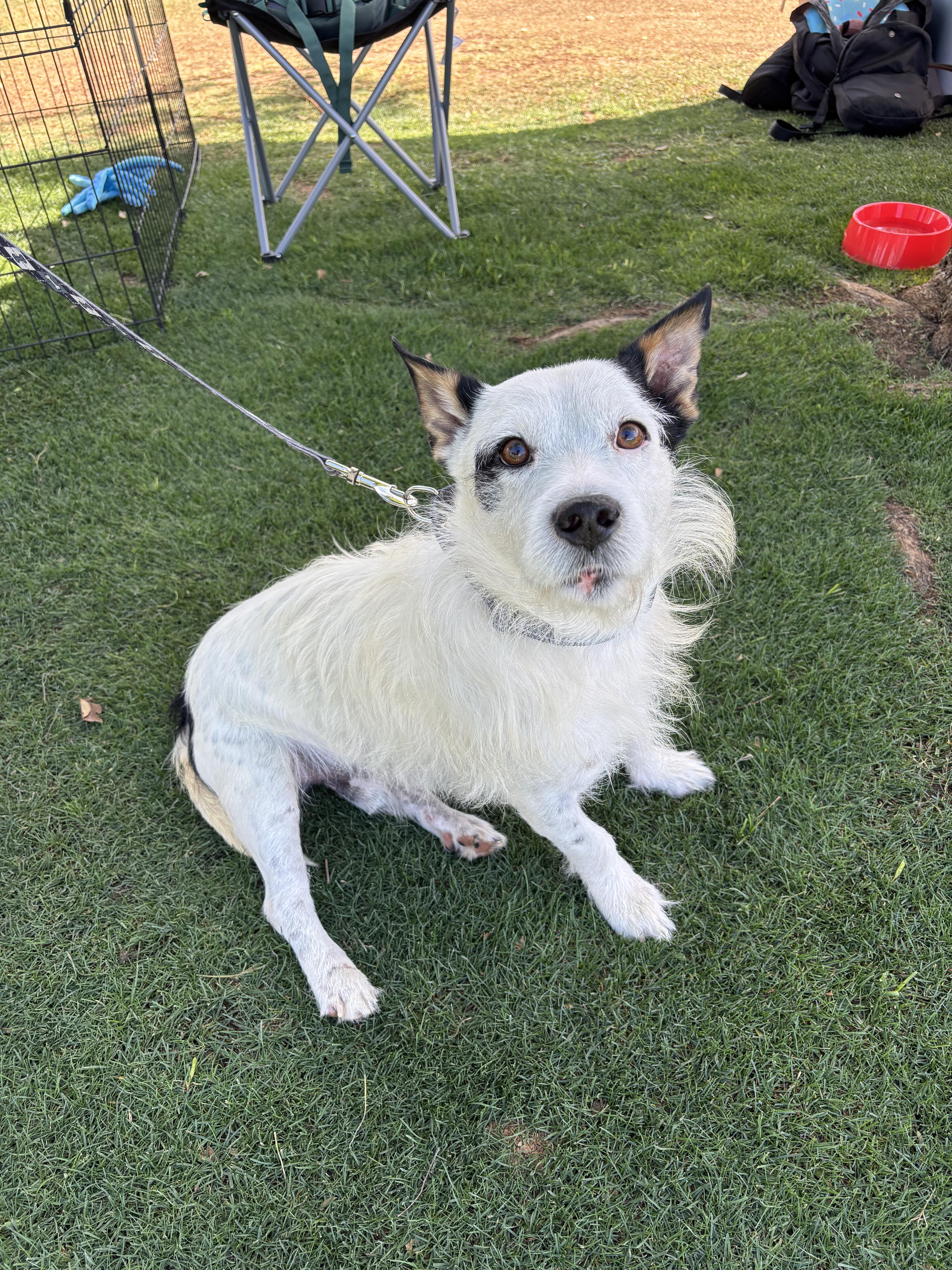 Enlarge Jedi, a Adoptable mixed breed in Phoenix, AZ image 5/6