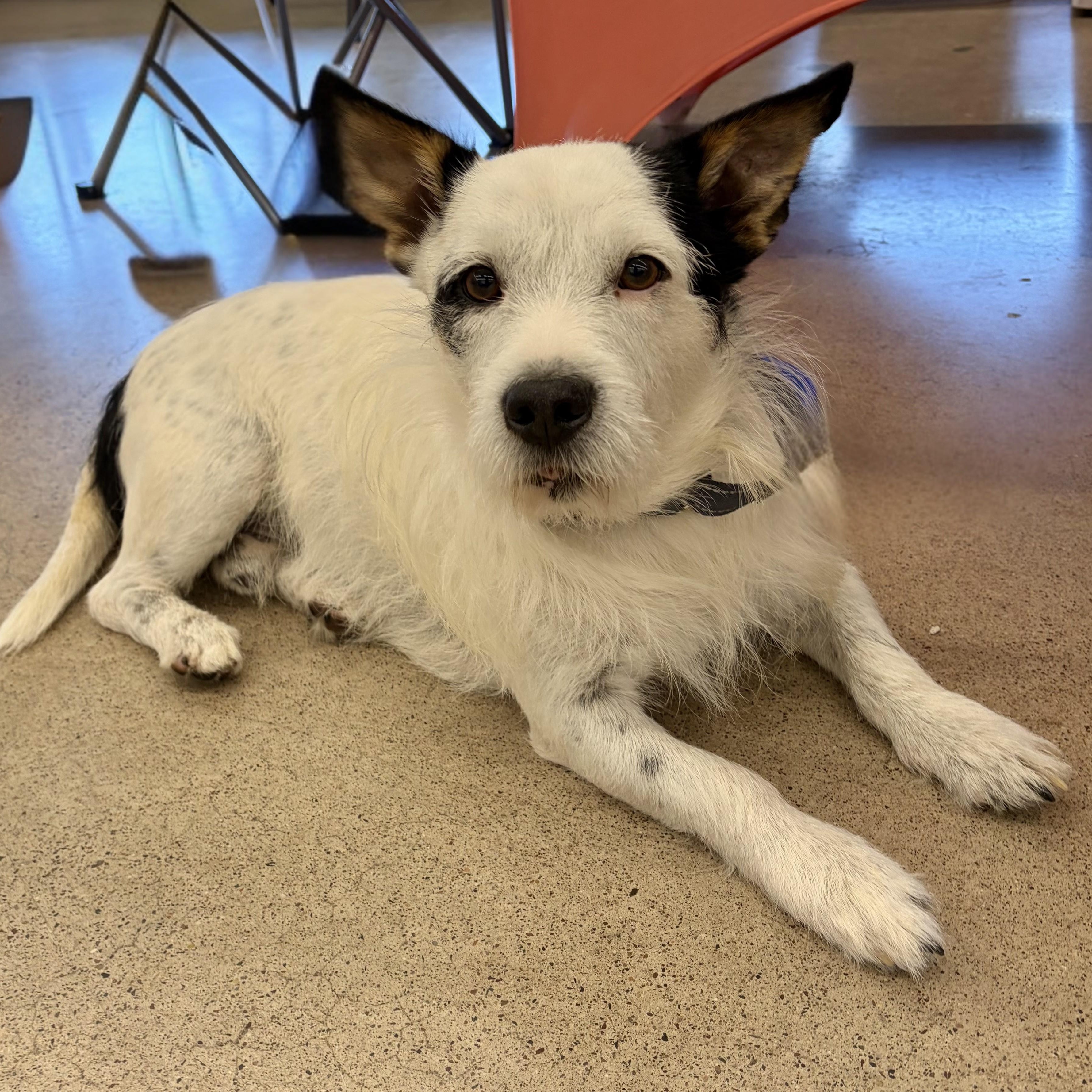 Jedi, a Adoptable mixed breed in Phoenix, AZ image 2/4