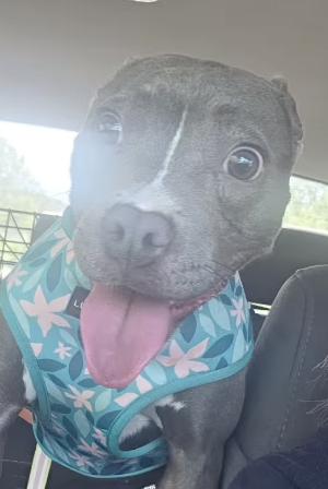 Dottie, a ADOPTABLE mixed breed in Santa Clara, CA image 3/3