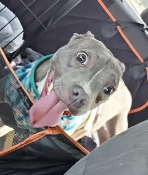 Dottie, ADOPTABLE, Young Female Pit Bull Terrier & American Bulldog.