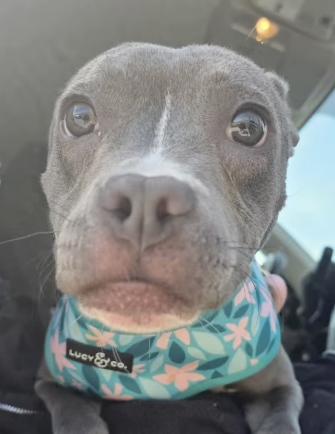 Dottie, a ADOPTABLE mixed breed in Santa Clara, CA image 2/3