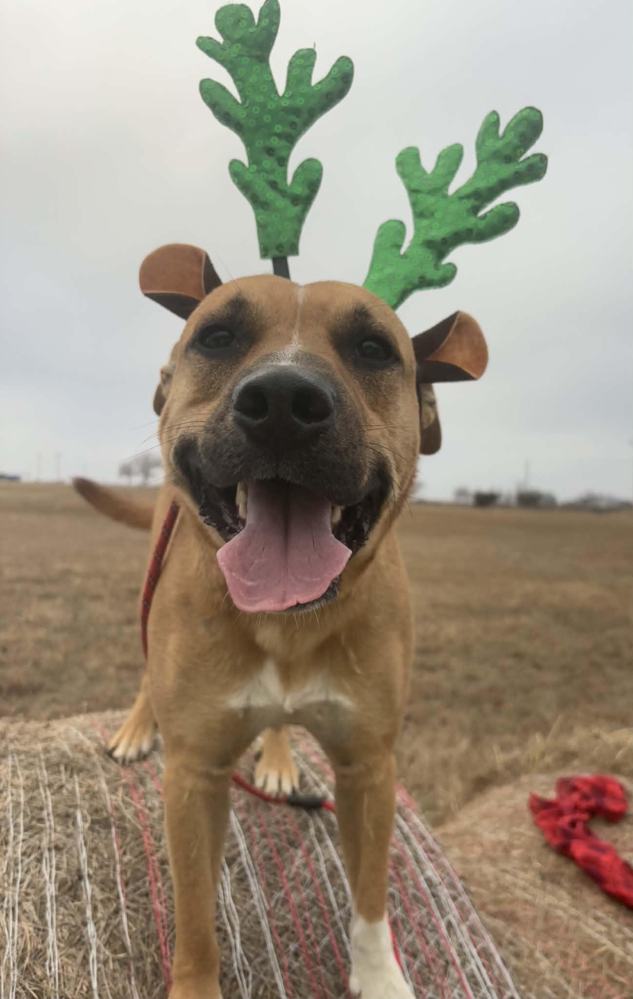 Enlarge Blaze, a Adoptable mixed breed in Okemah, OK image 1/6