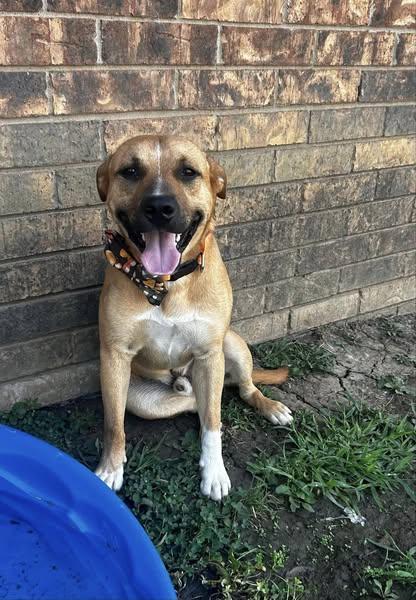 Blaze, a Adoptable mixed breed in Okemah, OK image 1/6