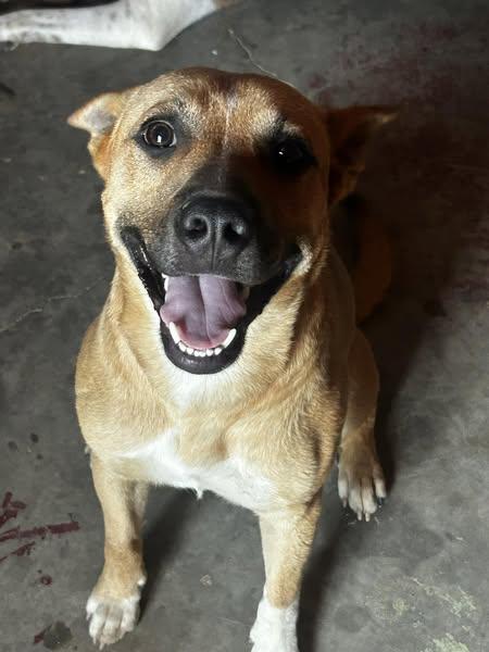 Blaze, a Adoptable mixed breed in Okemah, OK image 2/6