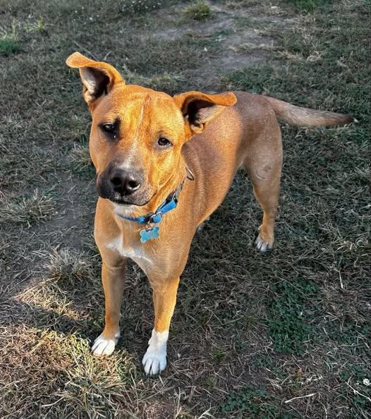 Blaze, a Adoptable mixed breed in Okemah, OK image 3/6