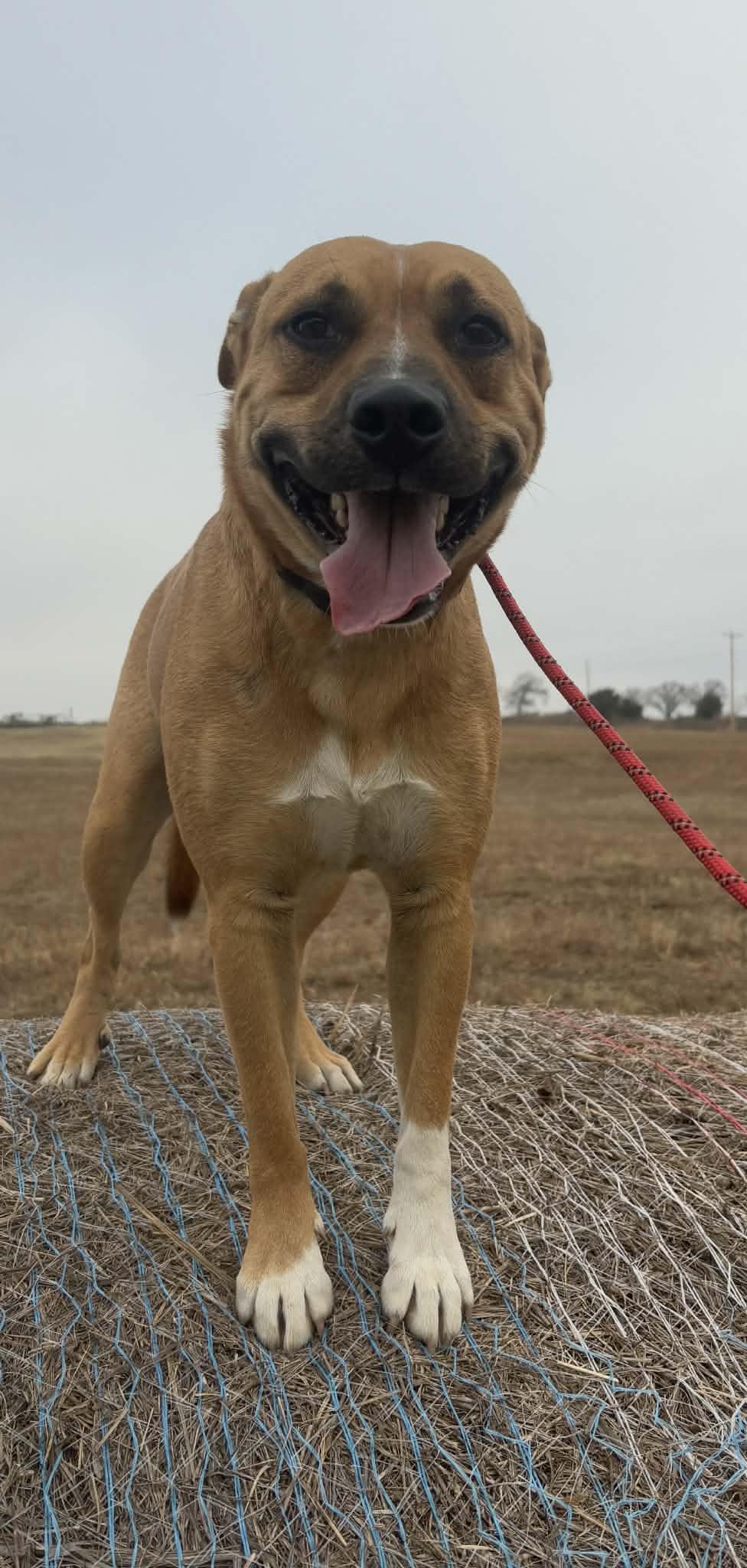 Enlarge Blaze, a Adoptable mixed breed in Okemah, OK image 4/6