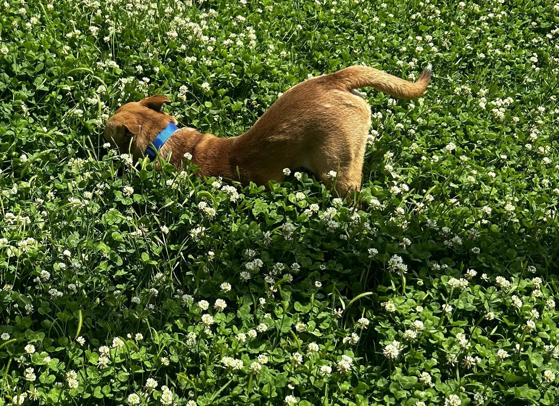 Blaze, a Adoptable mixed breed in Okemah, OK image 4/6