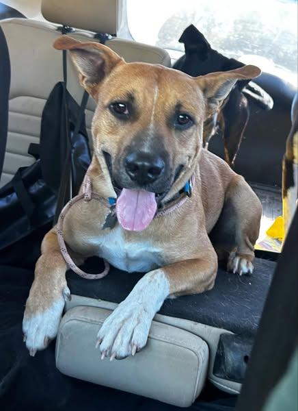 Blaze, a Adoptable mixed breed in Okemah, OK image 5/6