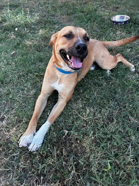 Blaze, a Adoptable mixed breed in Okemah, OK image 6/6