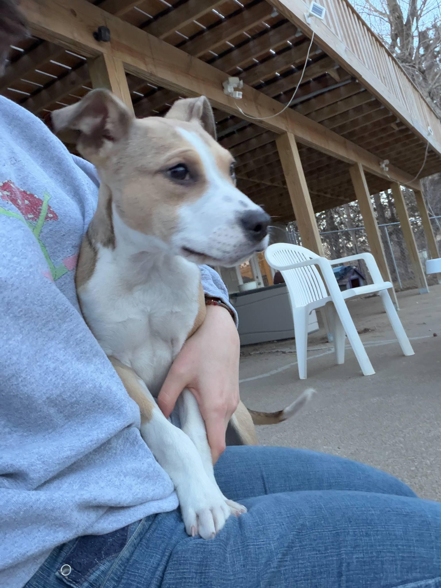 Enlarge Sunny, a ADOPTABLE Mixed Breed in Manhattan, KS image 3/5