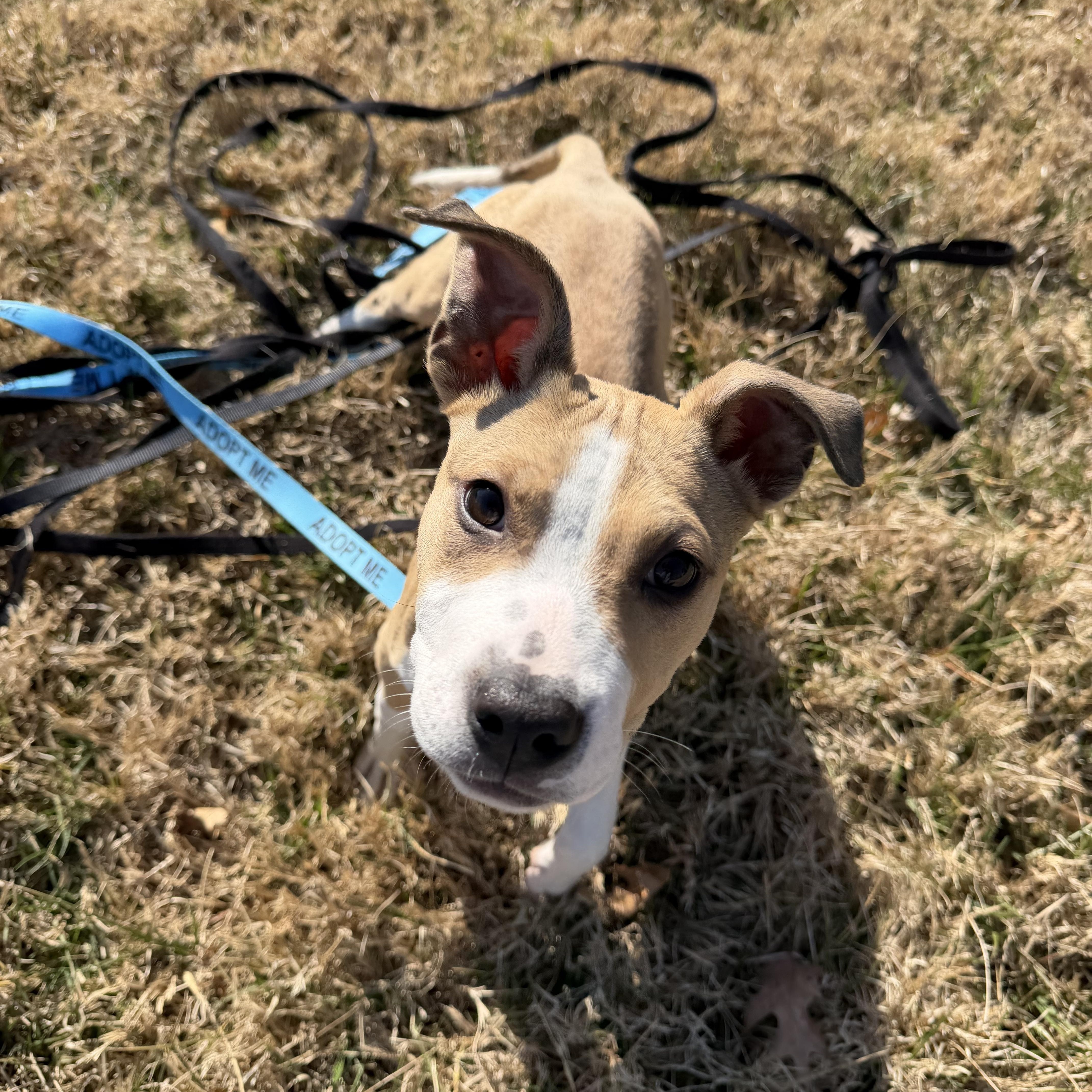 Sunny, ADOPTABLE, Puppy Male Mixed Breed.