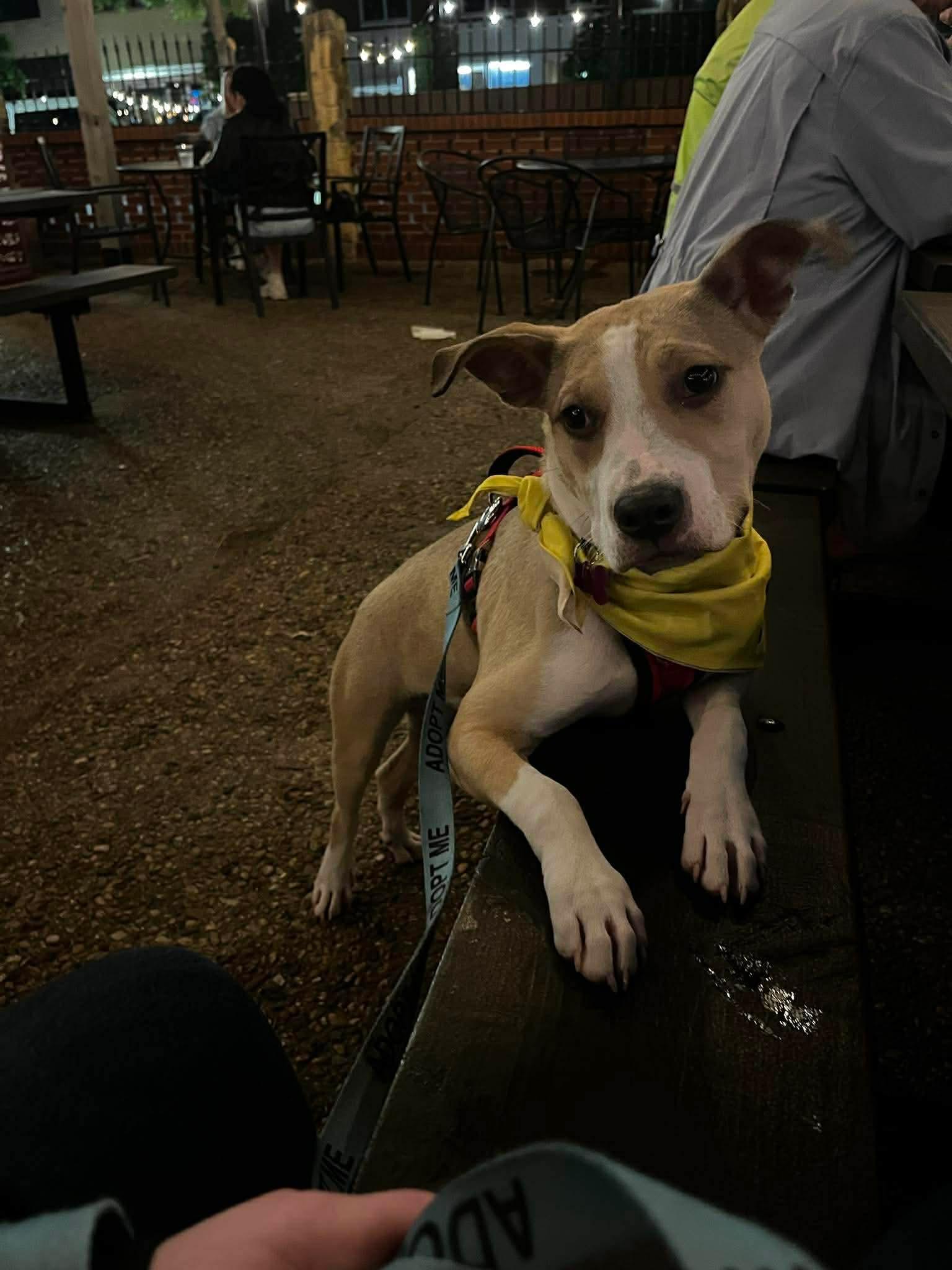 Enlarge Sunny, a ADOPTABLE mixed breed in Manhattan, KS image 2/6