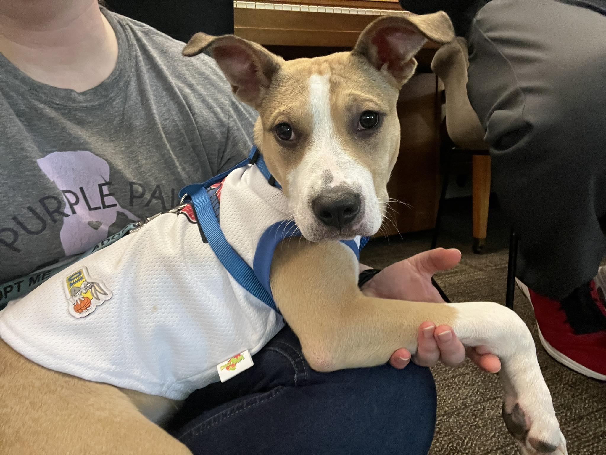 Sunny, ADOPTABLE, Puppy Male Shepherd & Terrier.