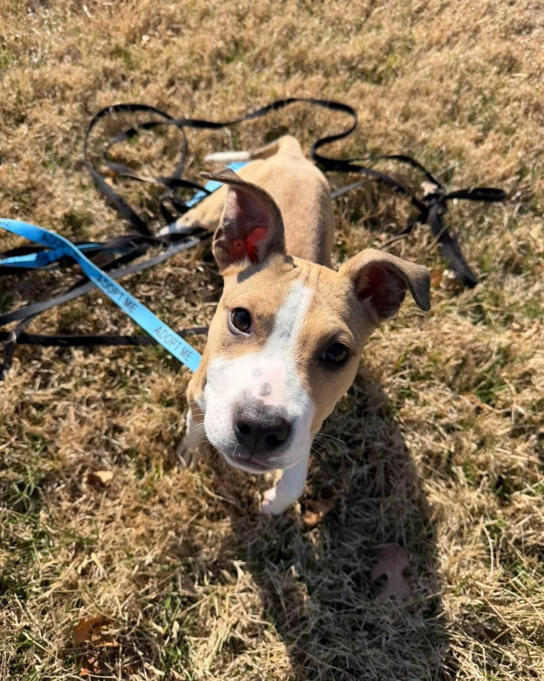 Sunny, ADOPTABLE, Puppy Male Shepherd & Terrier.
