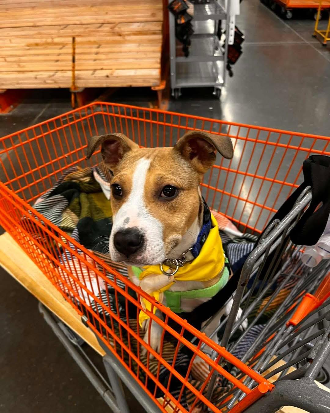 Enlarge Sunny, a ADOPTABLE mixed breed in Manhattan, KS image 5/5