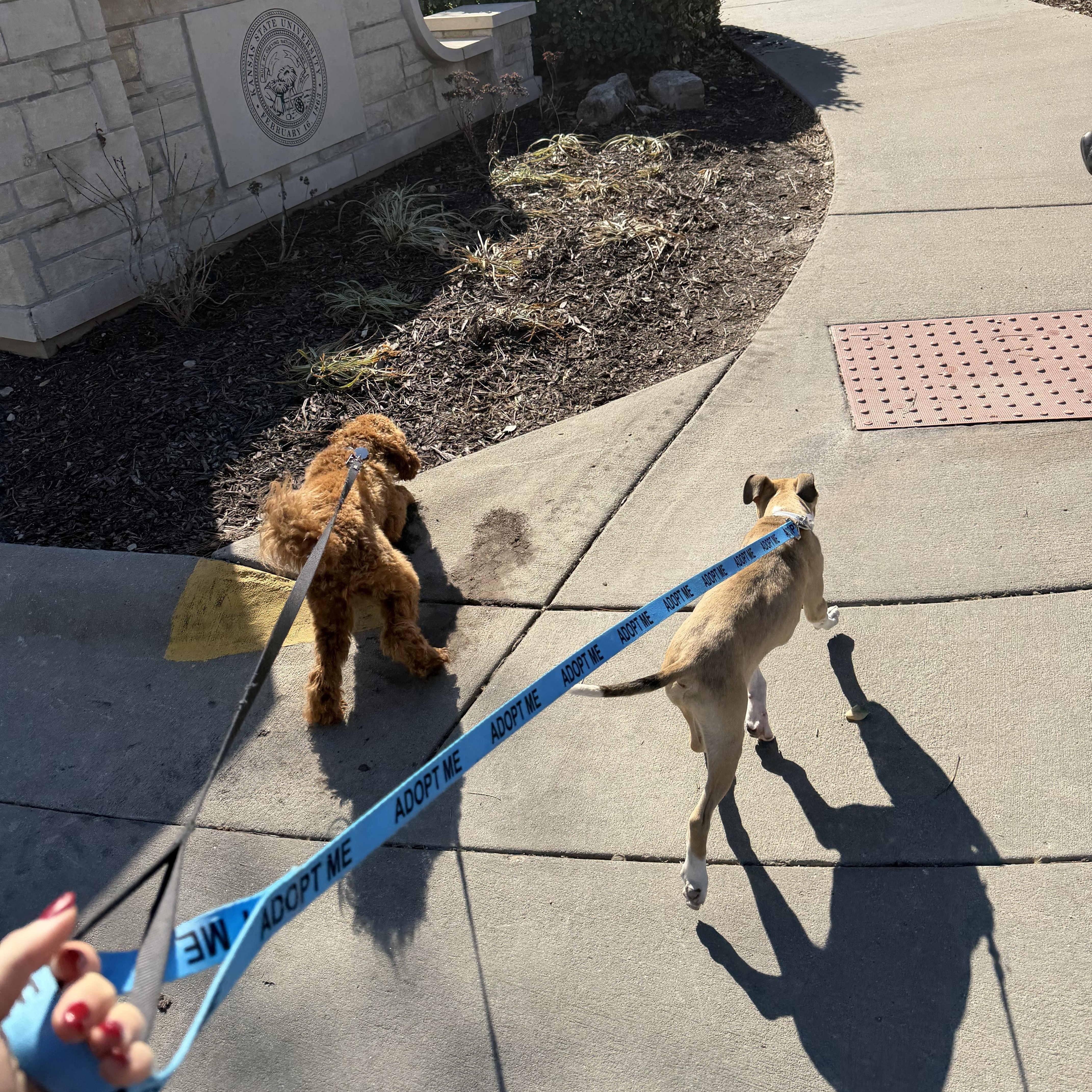 Enlarge Sunny, a ADOPTABLE Mixed Breed in Manhattan, KS image 5/5