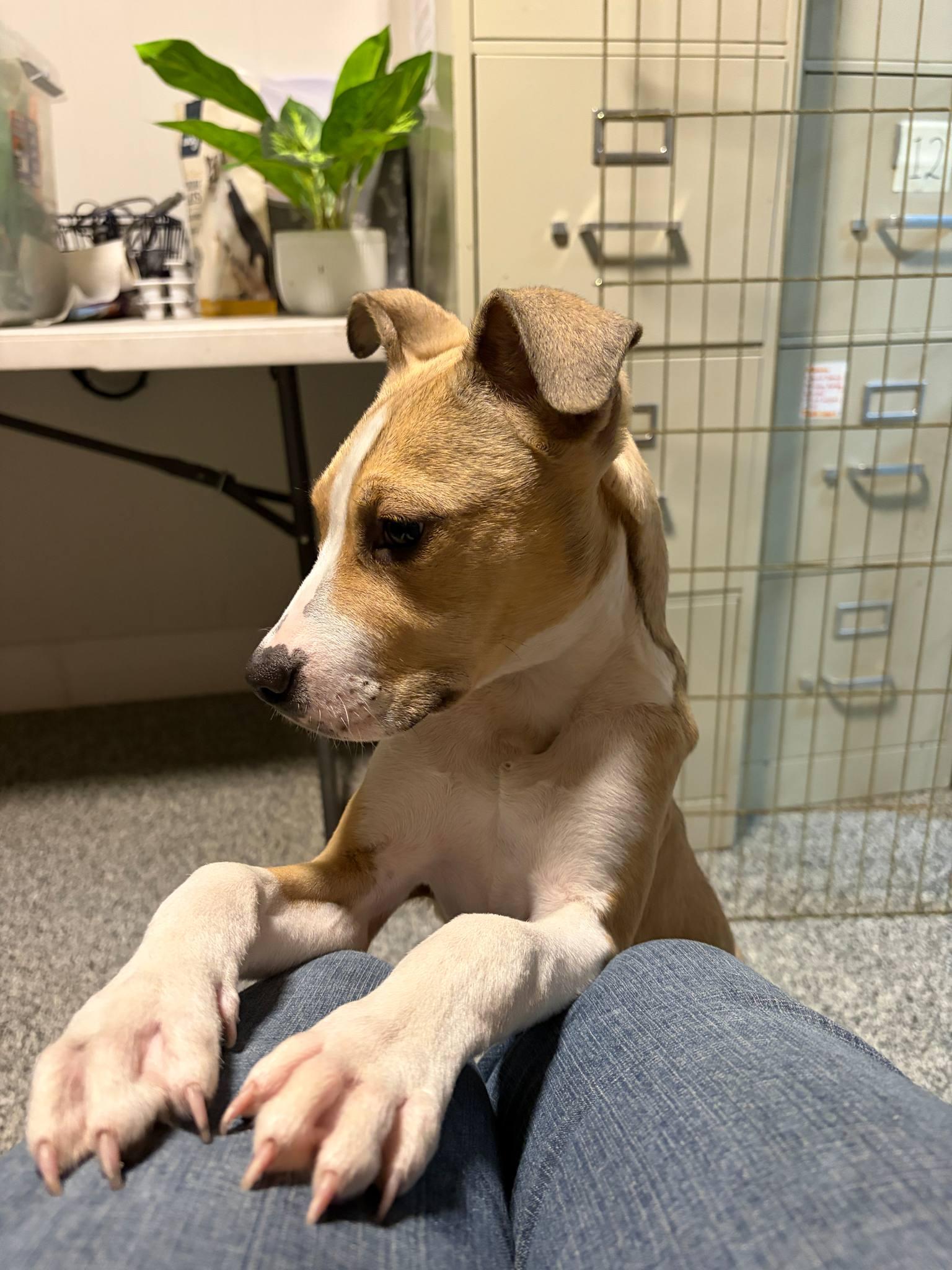 Enlarge Sunny, a ADOPTABLE Mixed Breed in Manhattan, KS image 2/5