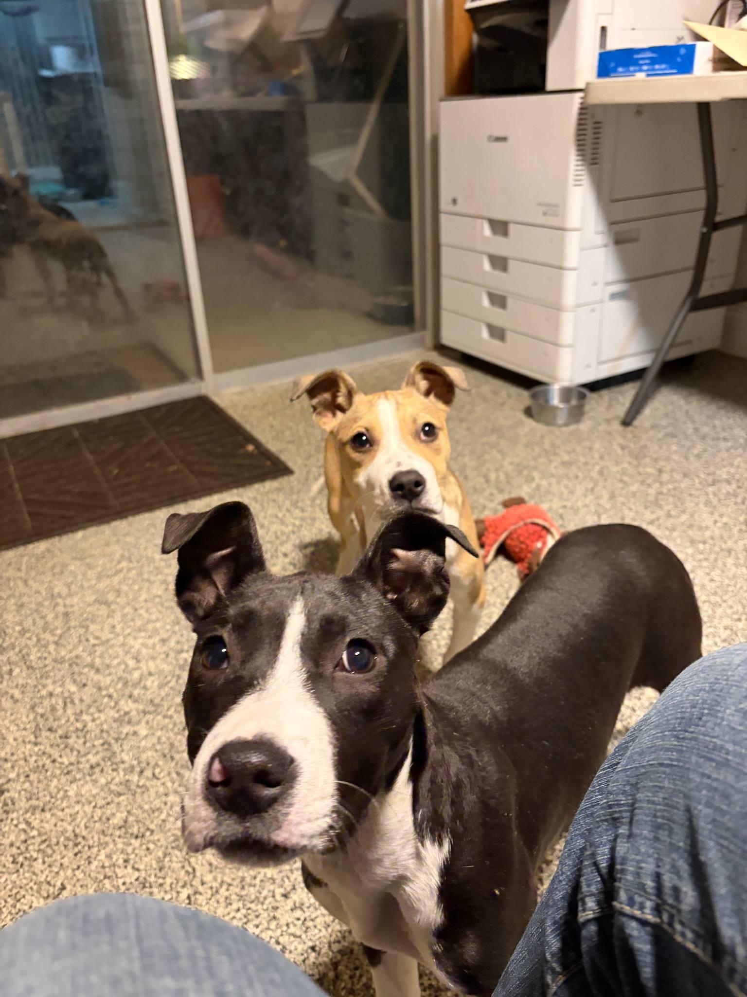 Enlarge Sunny, a ADOPTABLE Mixed Breed in Manhattan, KS image 4/5