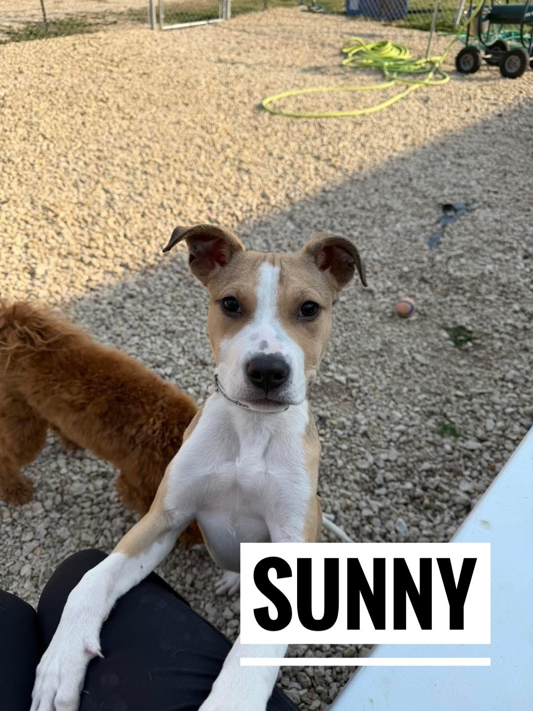 Sunny, ADOPTABLE, Puppy Male Shepherd & Terrier.