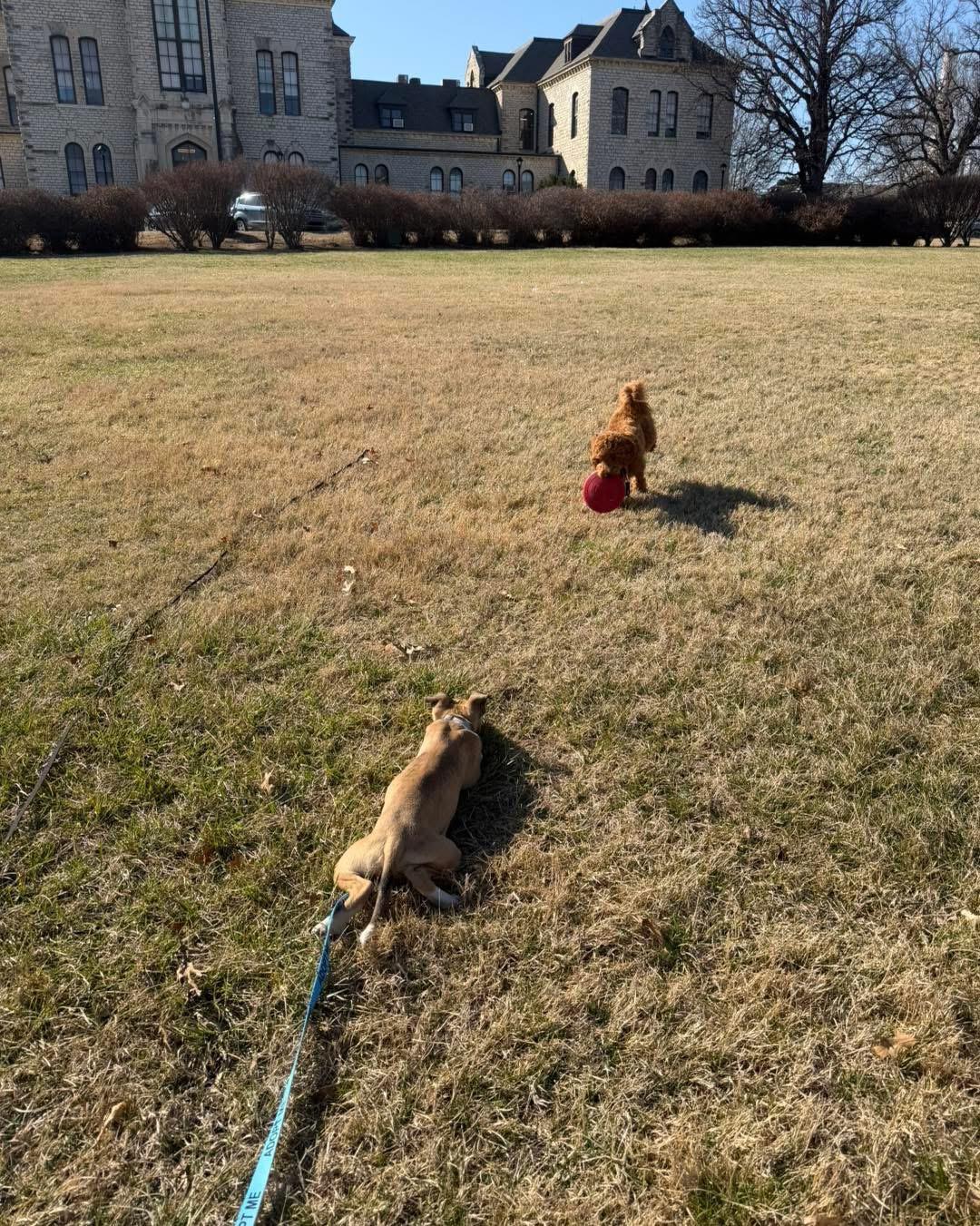 Enlarge Sunny, a ADOPTABLE mixed breed in Manhattan, KS image 4/5