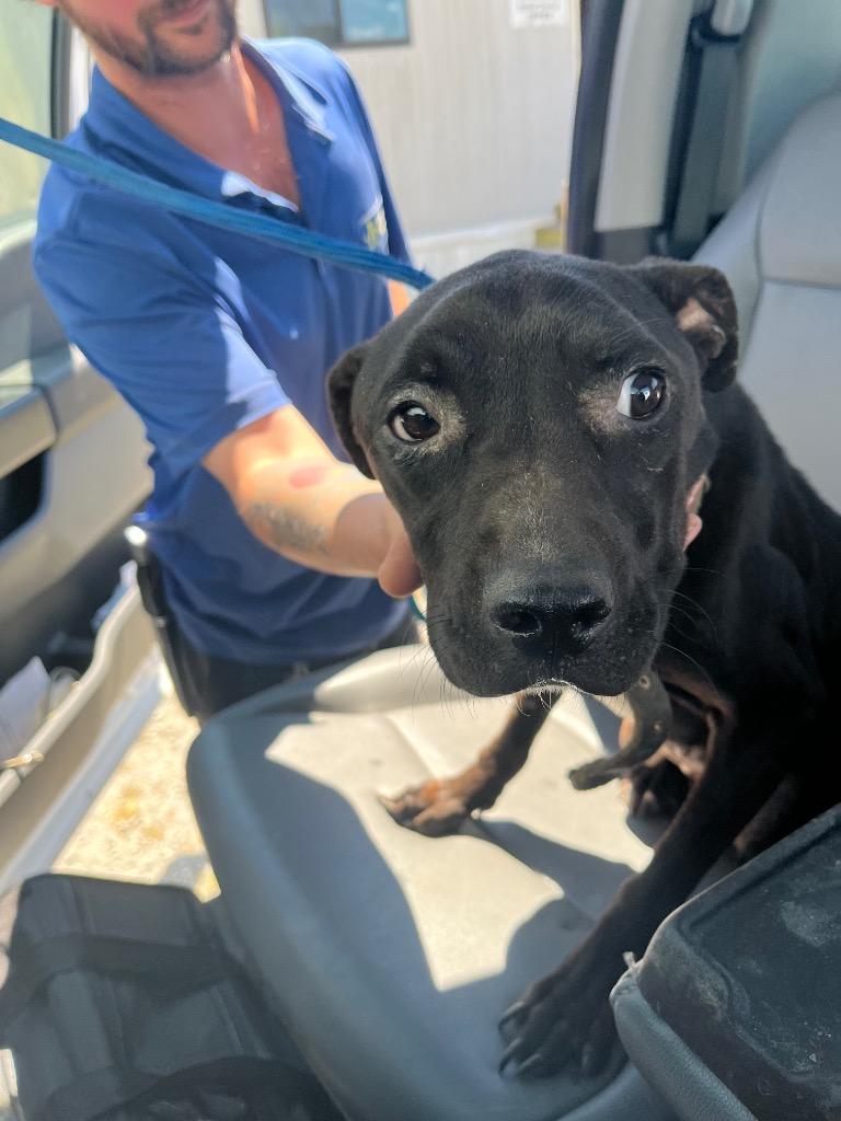 Gloria, Adoptable, Adult Female Terrier.