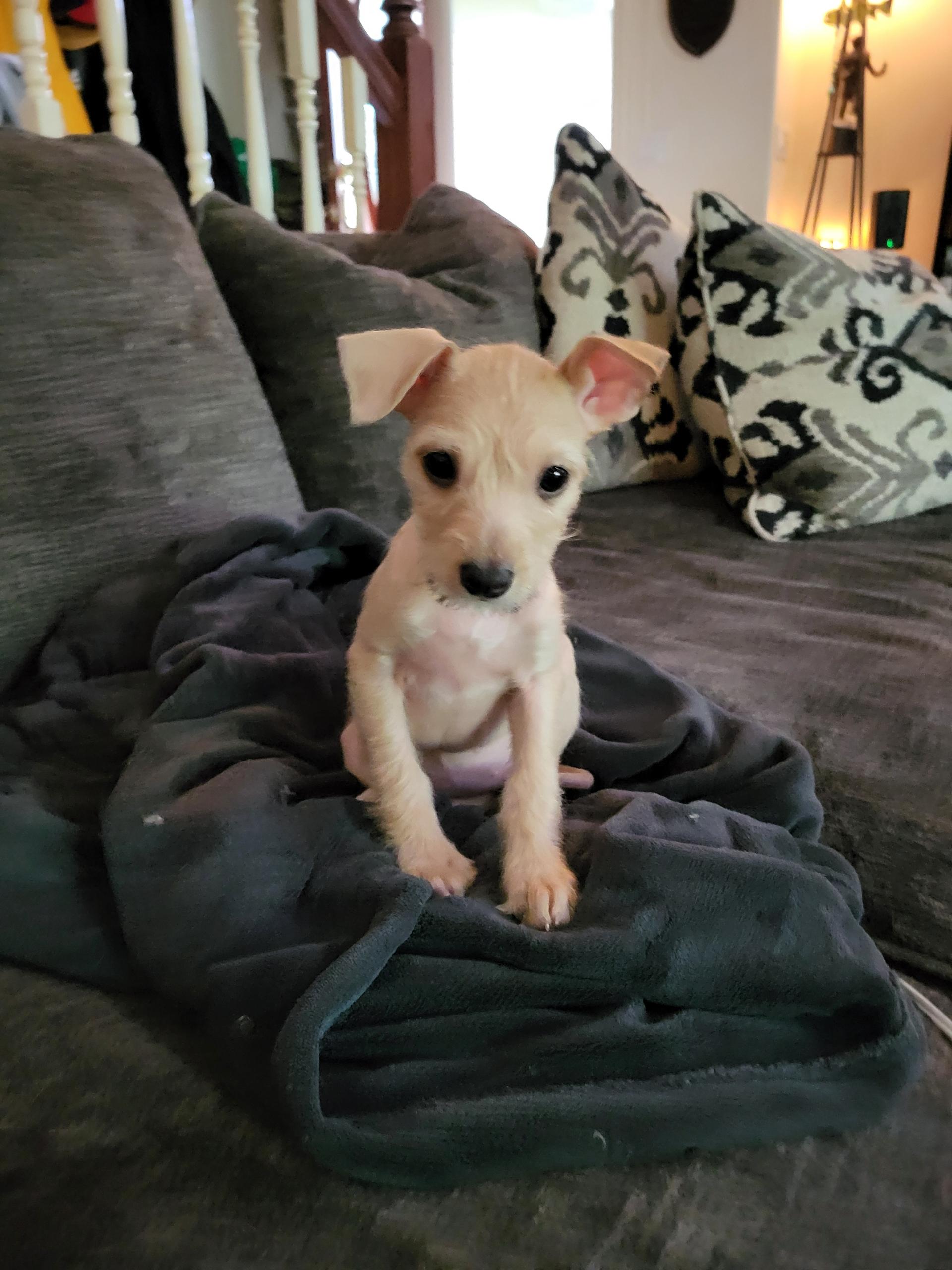 Enlarge Ethel, a ADOPTABLE mixed breed in Lacey, WA image 3/4