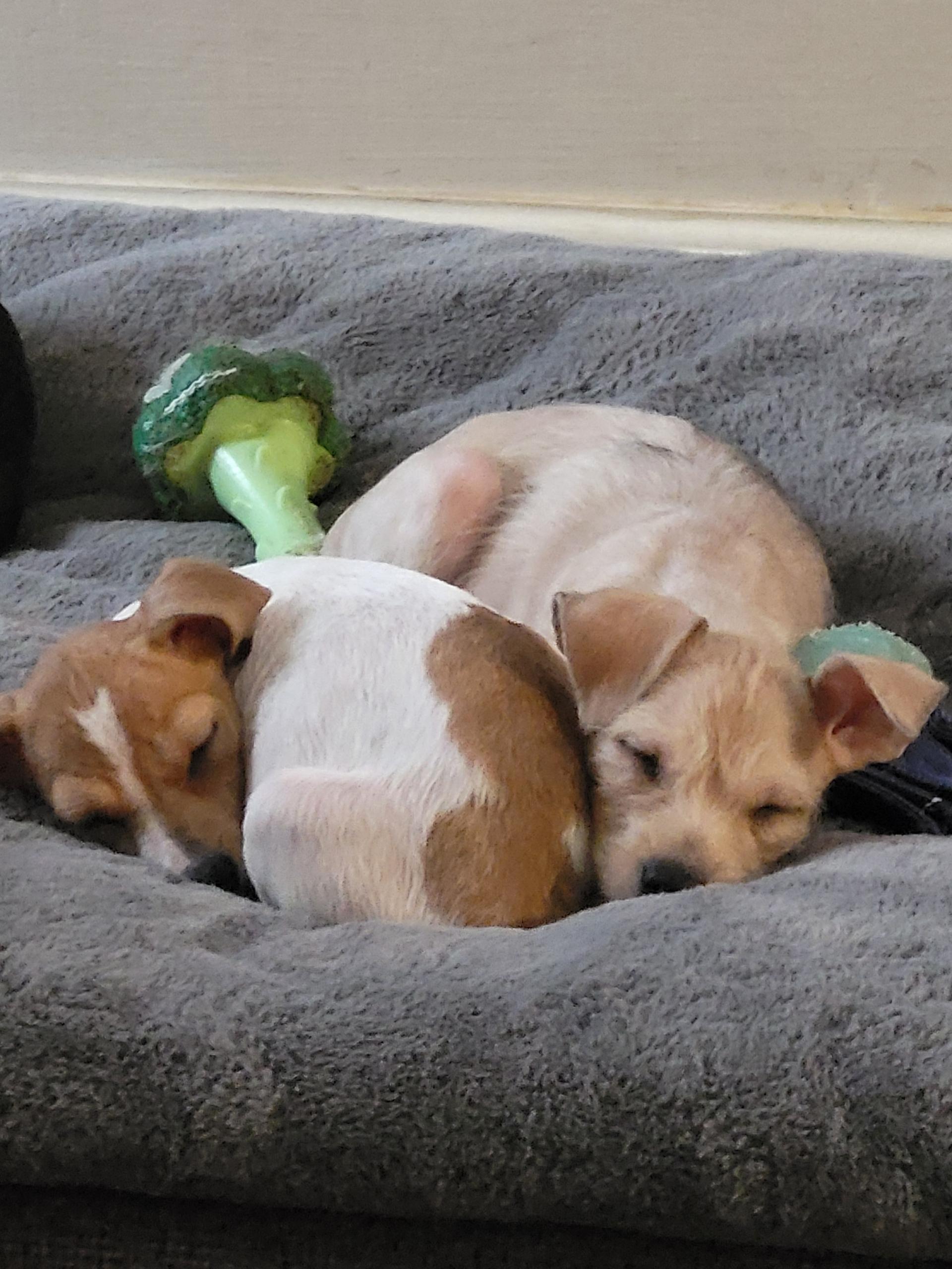 Enlarge Ethel, a ADOPTABLE mixed breed in Lacey, WA image 2/4