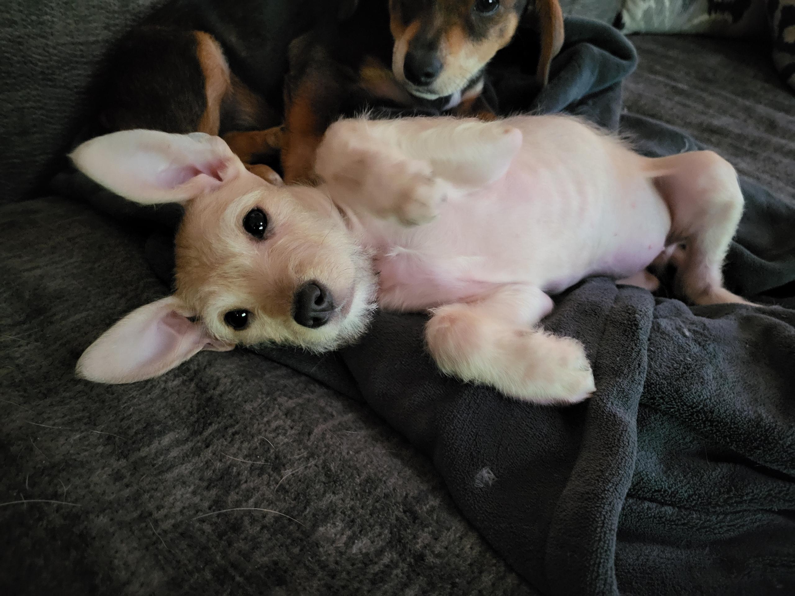 Enlarge Ethel, a ADOPTABLE mixed breed in Lacey, WA image 4/4