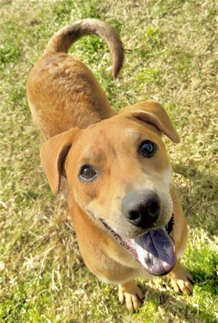 HAMILTON, Adoptable, Young Male Pit Bull Terrier.