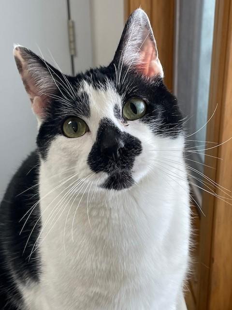 Moose, ADOPTABLE, Adult Male Domestic Short Hair.