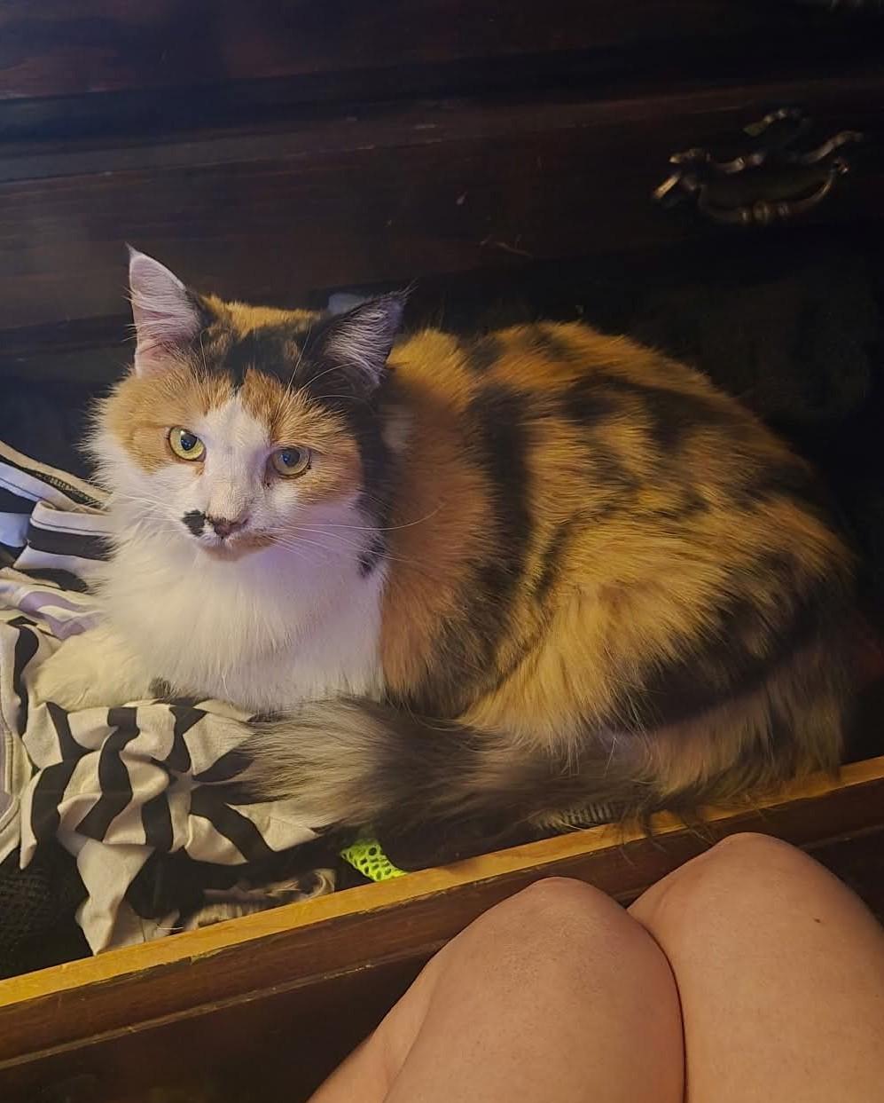 Enlarge Topaz, a Adoptable Calico in Rochester , NY image 2/6
