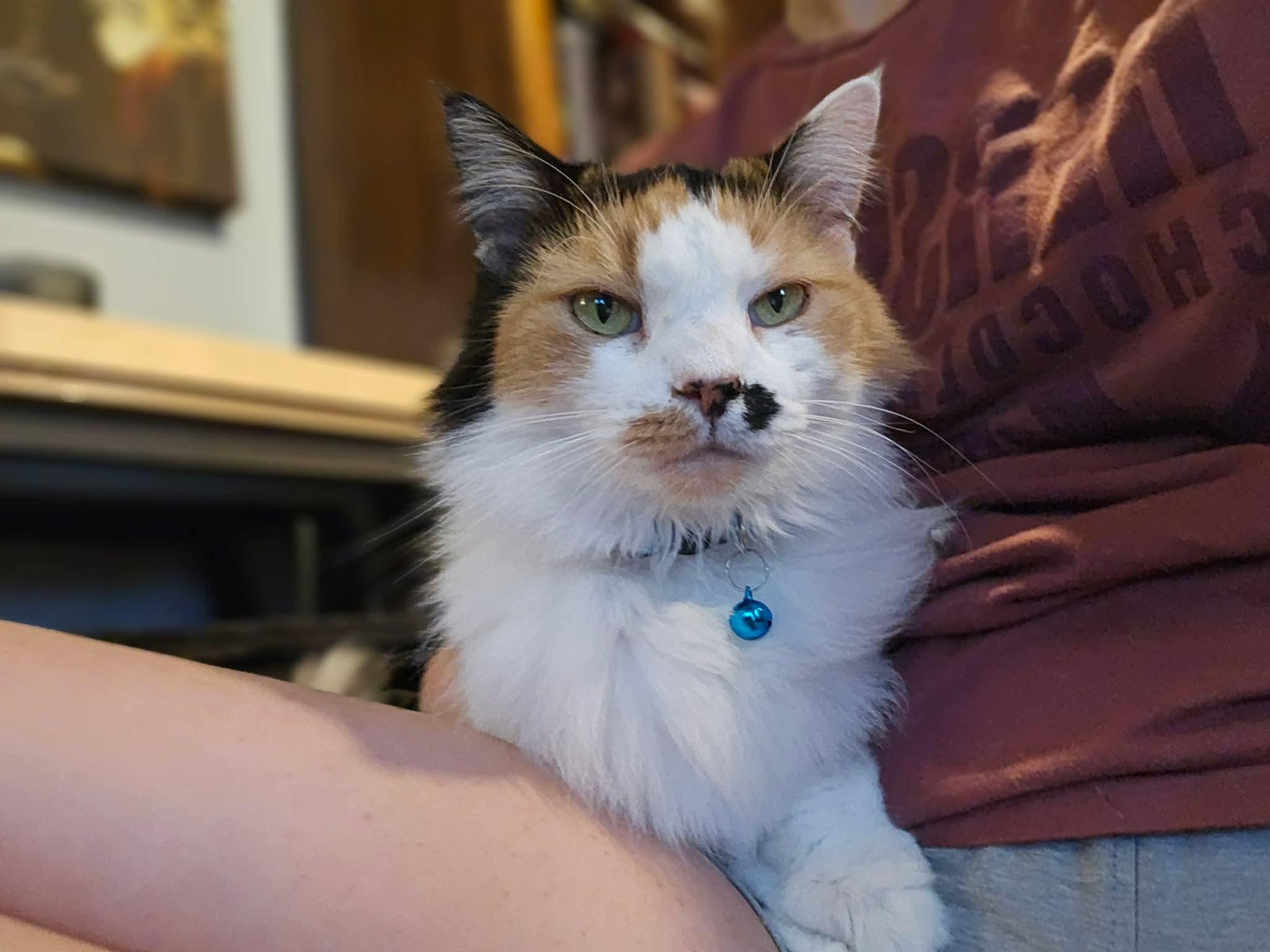Enlarge Topaz, a Adoptable Calico in Rochester , NY image 4/6