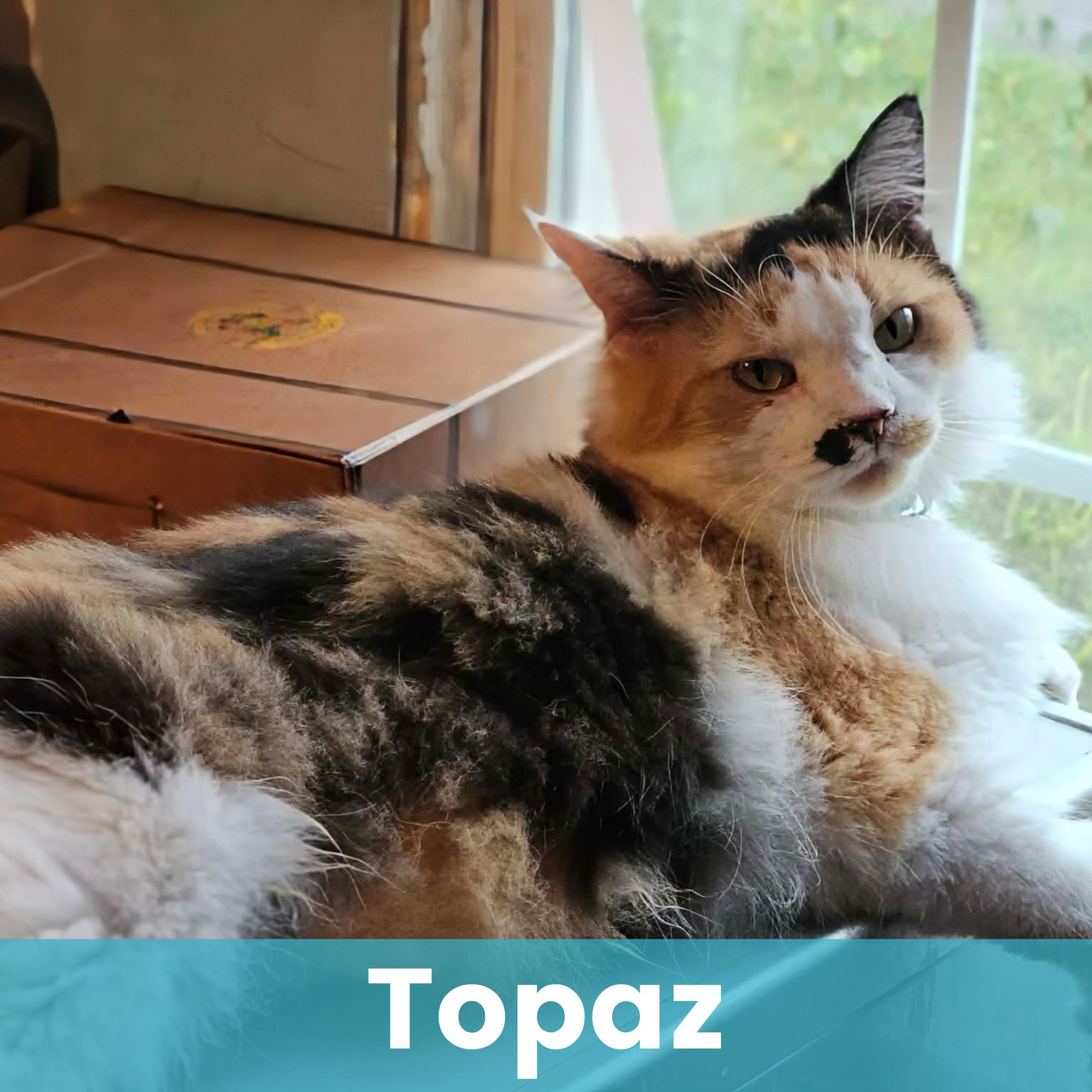 Enlarge Topaz, a Adoptable Calico in Rochester , NY image 1/6