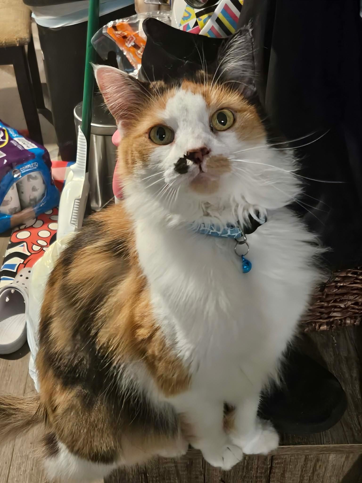 Enlarge Topaz, a Adoptable Calico in Rochester , NY image 3/6