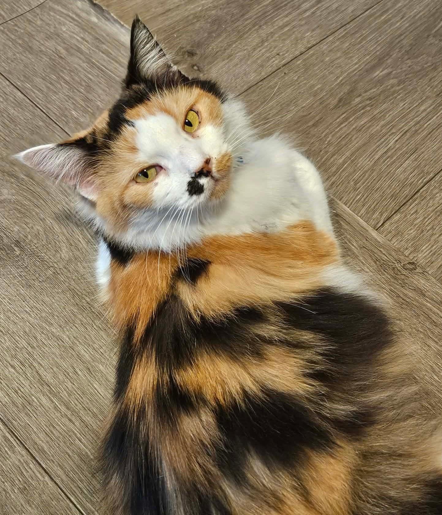 Enlarge Topaz, a Adoptable Calico in Rochester , NY image 6/6