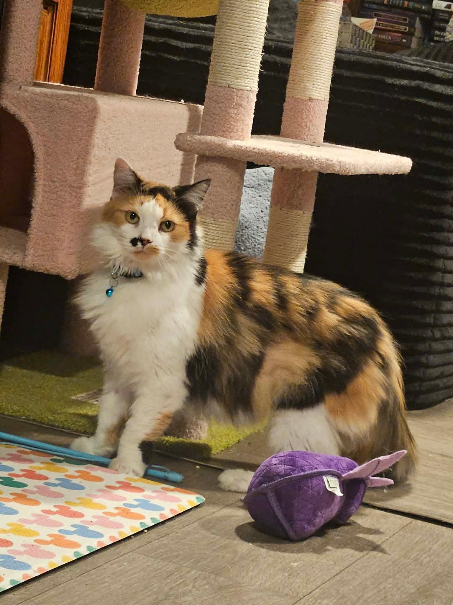 Enlarge Topaz, a Adoptable Calico in Rochester , NY image 5/6