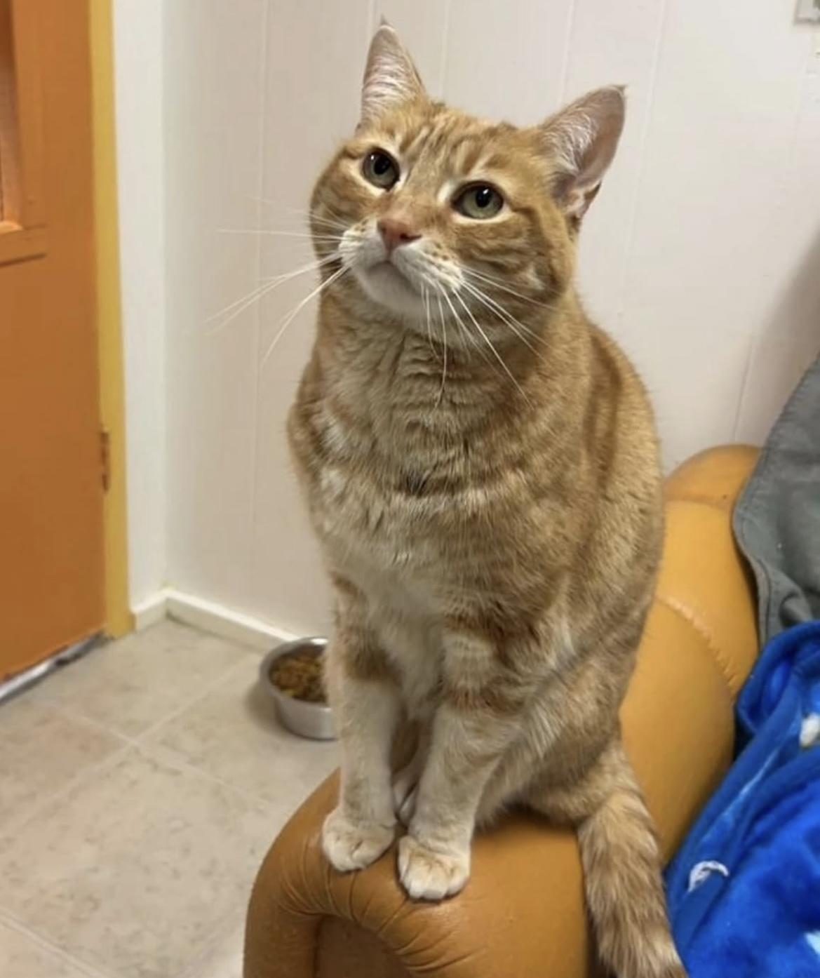 Bella, a Adoptable Tabby in Maple Ridge, BC image 3/6