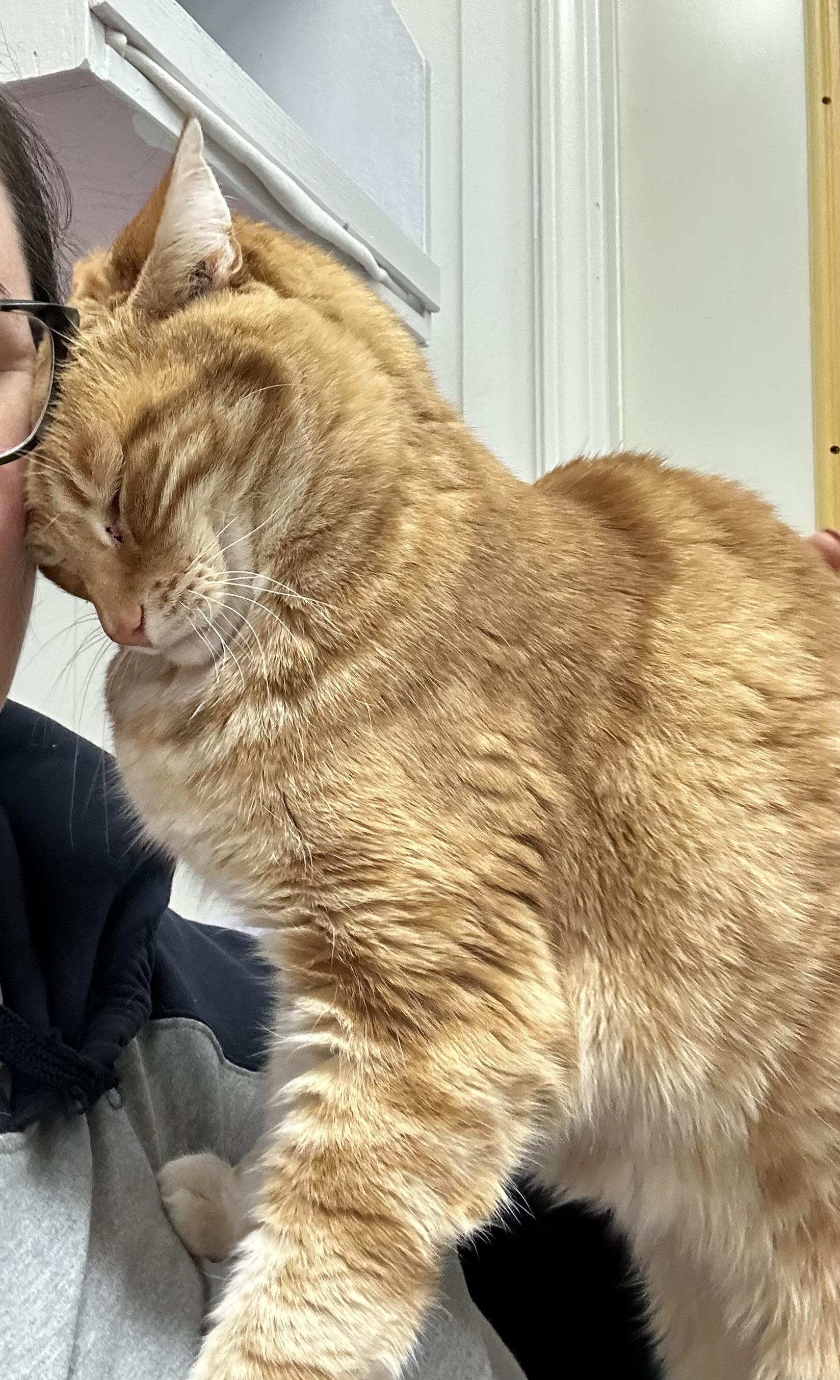 Bella, a Adoptable Tabby in Maple Ridge, BC image 5/6