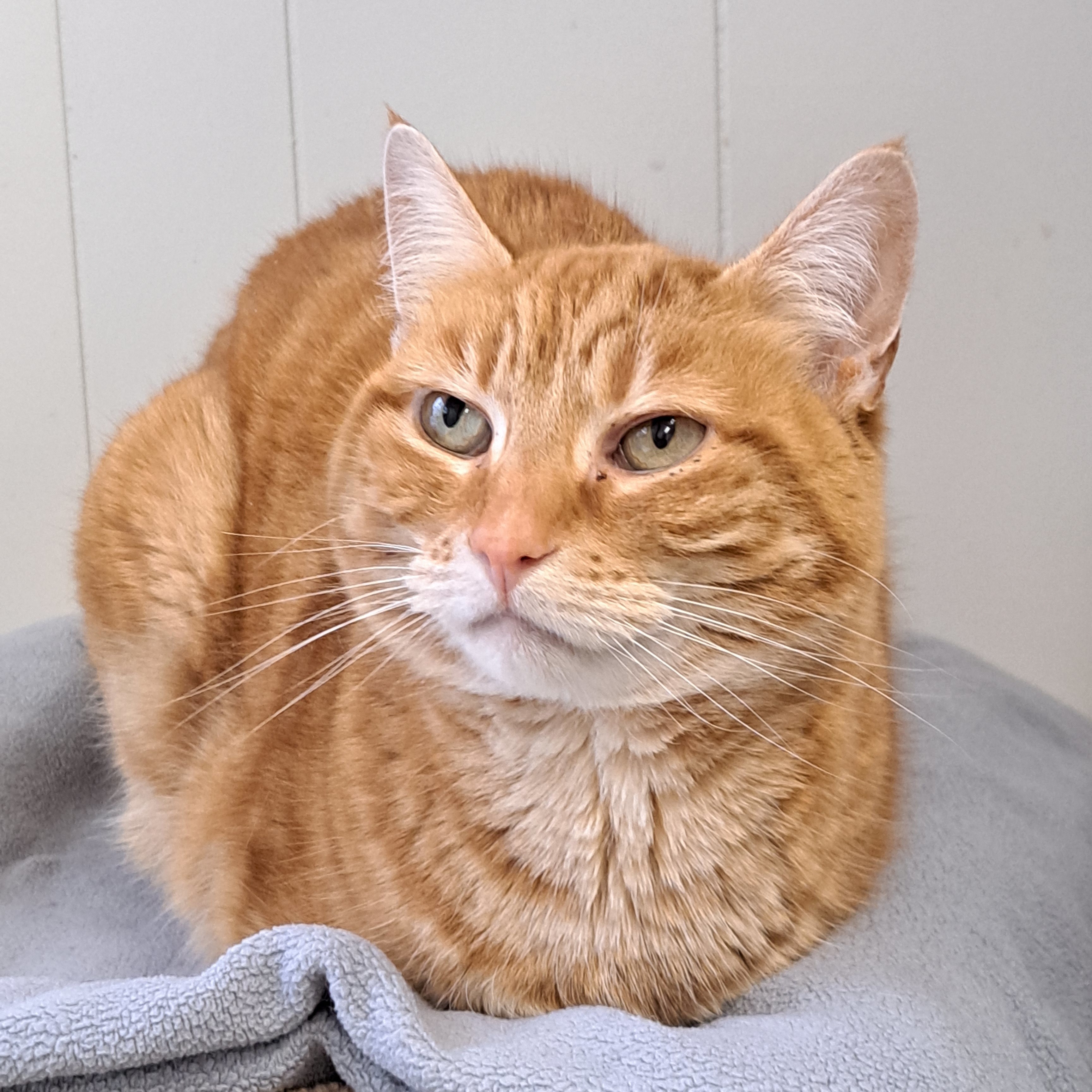 Bella, a Adoptable Tabby in Maple Ridge, BC image 6/6