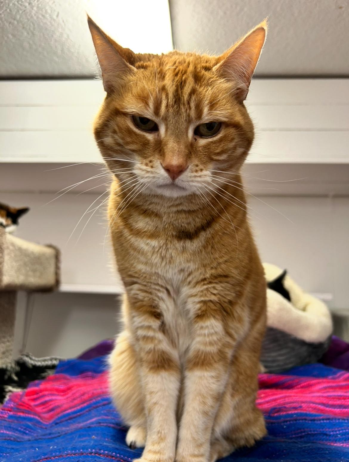 Bella, an adoptable Tabby in Maple Ridge, BC, V2W 1A4 | Photo Image 4