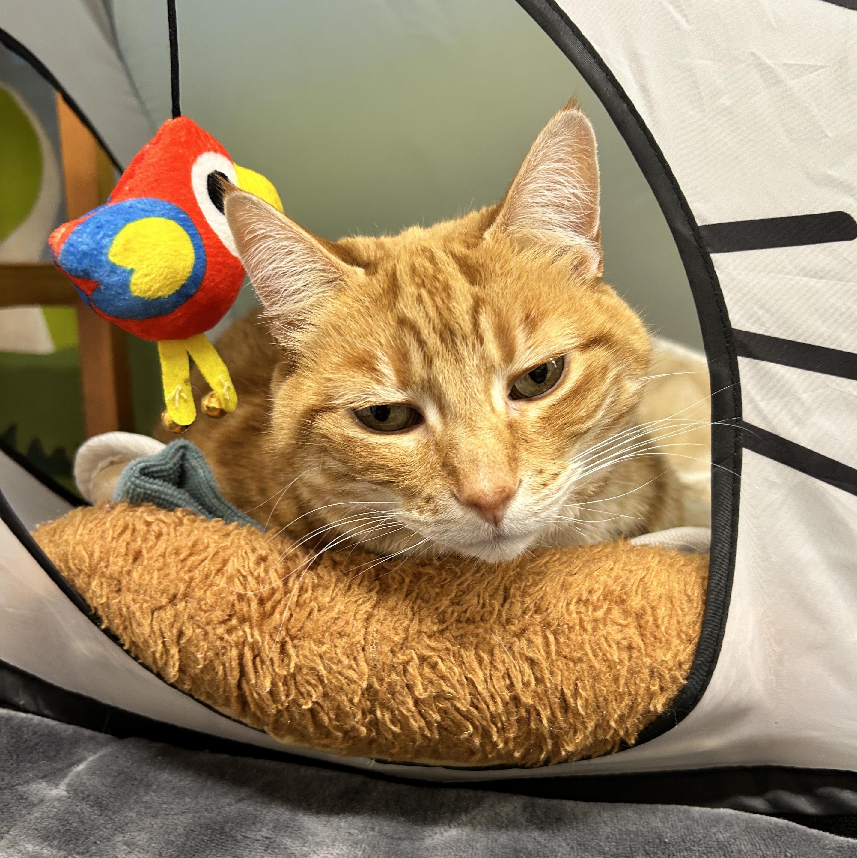 Bella, a Adoptable Tabby in Maple Ridge, BC image 2/6