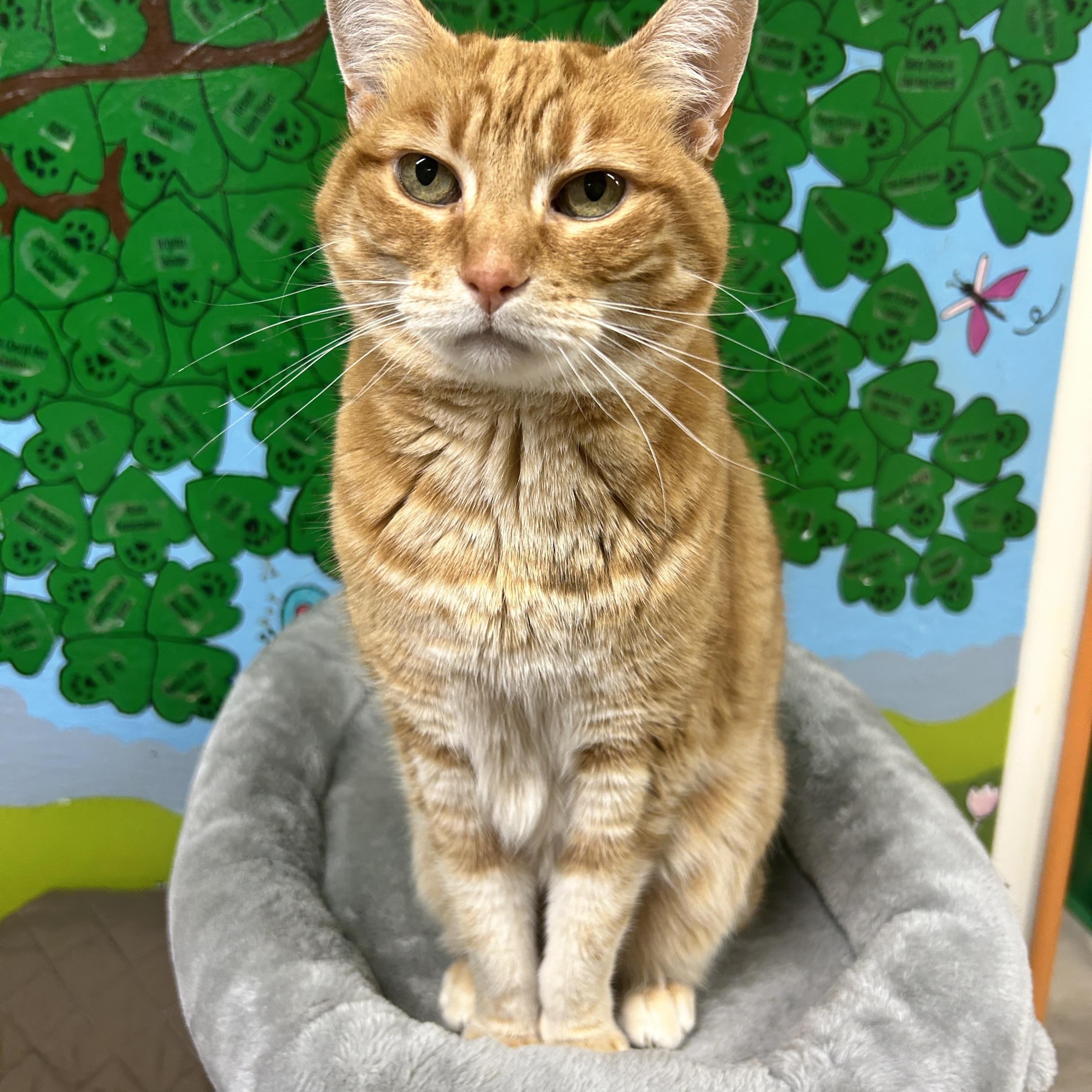 Bella, a Adoptable Tabby in Maple Ridge, BC image 1/6