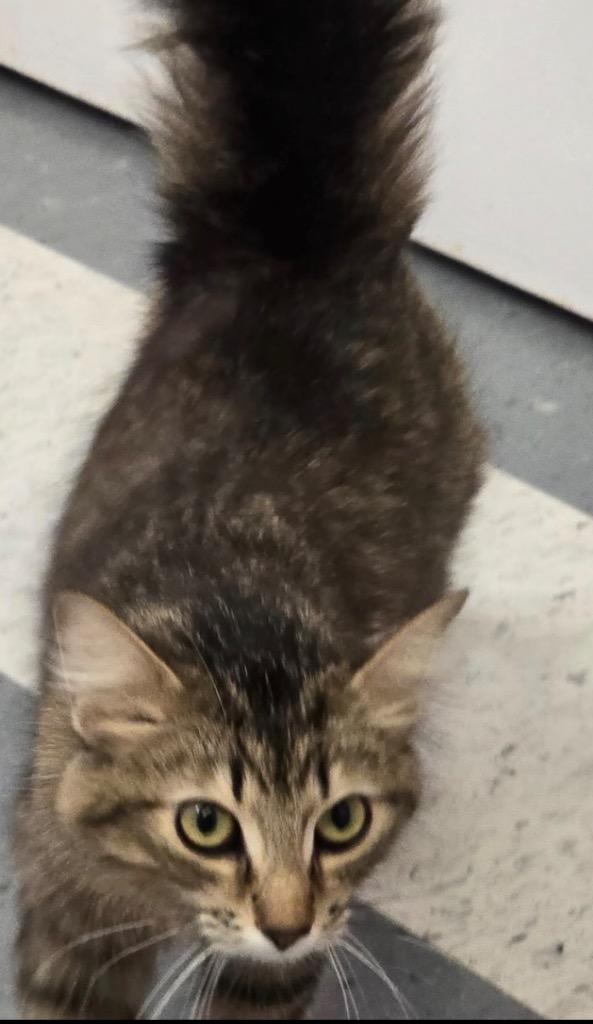 JUDY, Adopted, Kitten Female Domestic Long Hair.