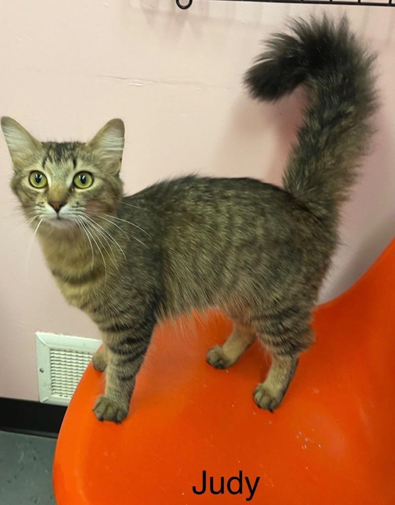 Enlarge JUDY, a Adopted mixed breed in Muskegon, MI image 3/5