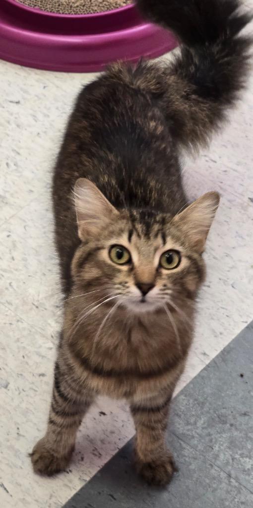 Enlarge JUDY, a Adopted mixed breed in Muskegon, MI image 4/5