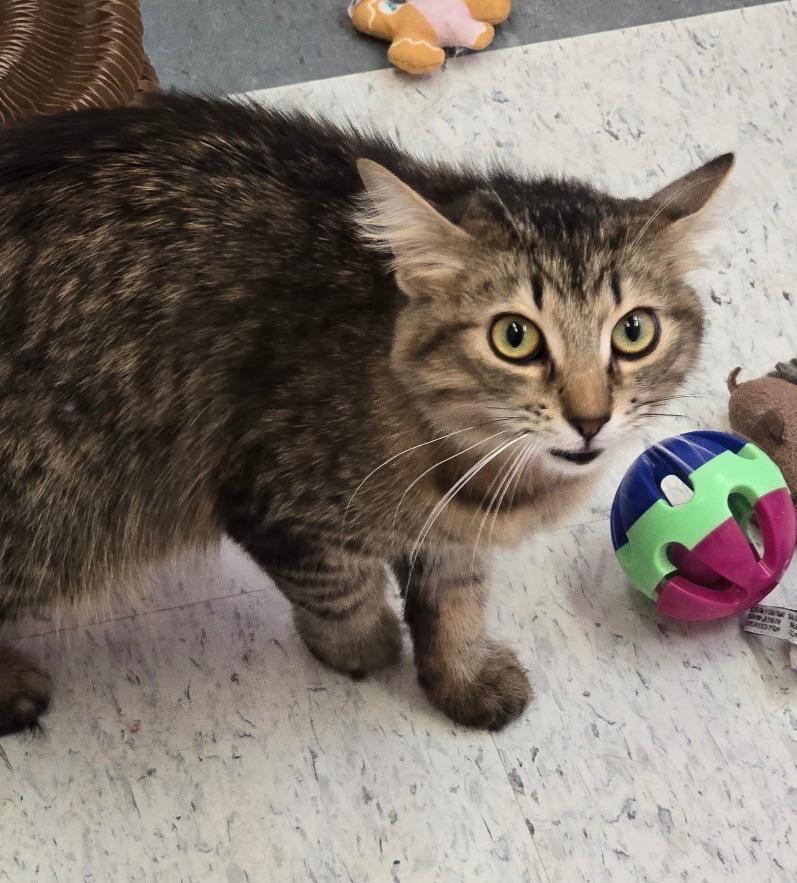 Enlarge JUDY, a Adopted mixed breed in Muskegon, MI image 5/5