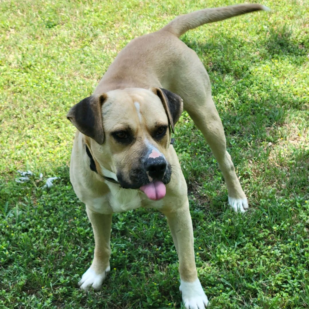 Enlarge Buddy, a Adoptable mixed breed in Brenham, TX image 1/8